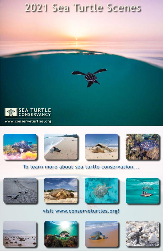 2021 Sea Turtle Scenes